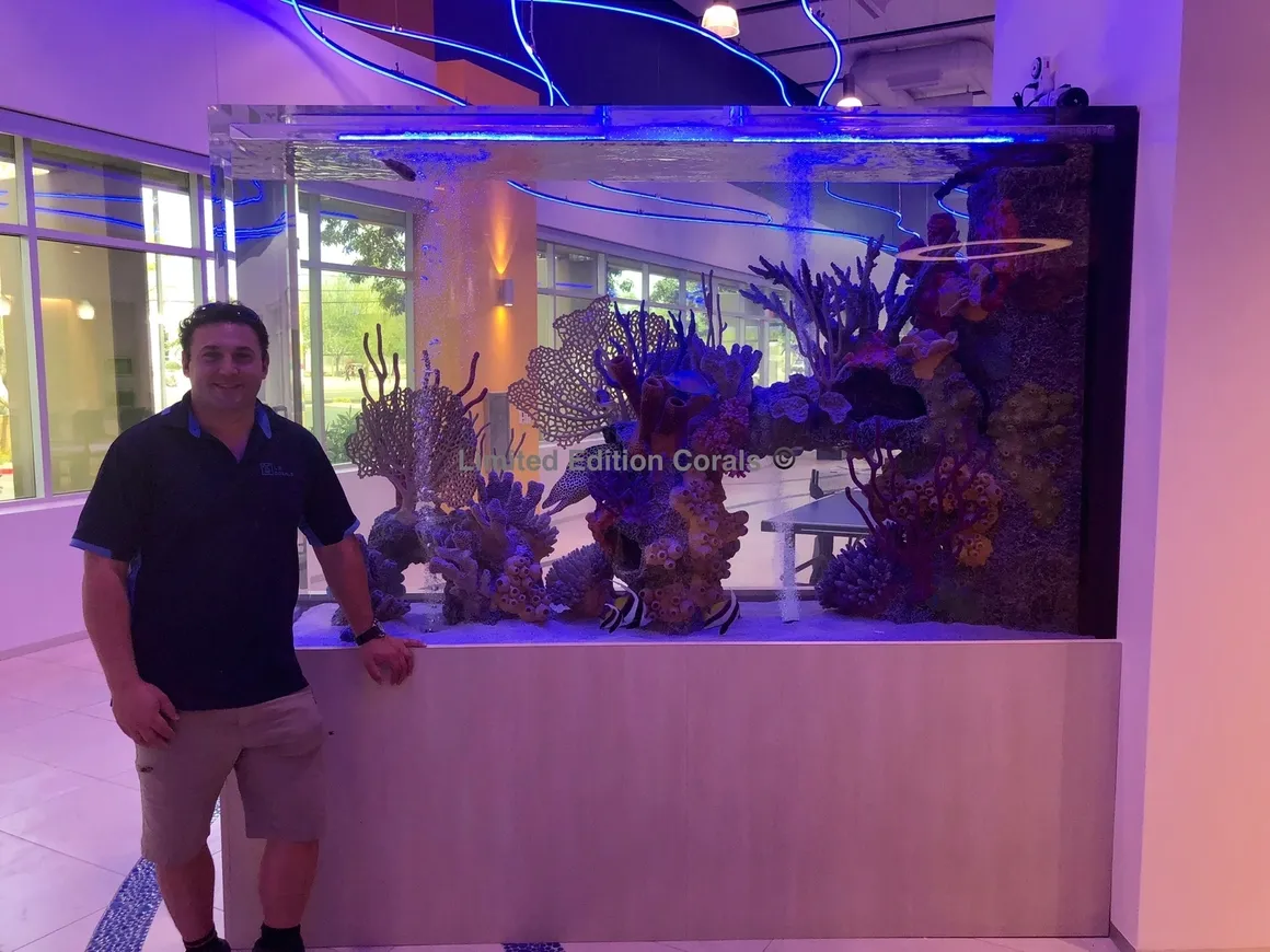 Building the Perfect Saltwater Fish Aquarium