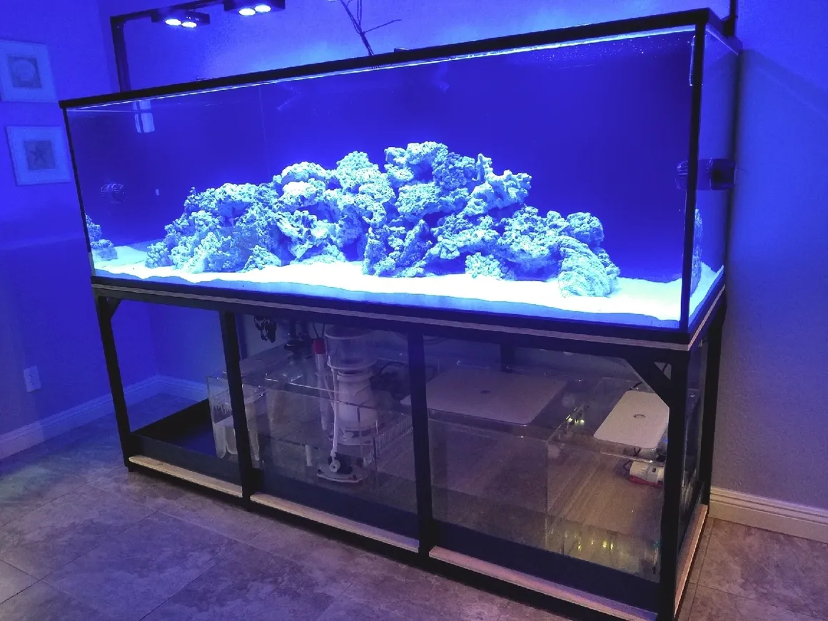 Benefits of Fish Tanks