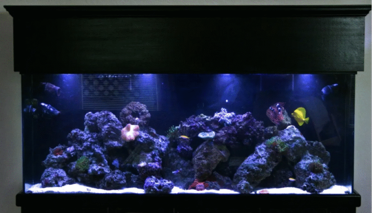 View of Top 5 Aquarium Setup Mistakes Beginners Must Avoid | Expert Tips