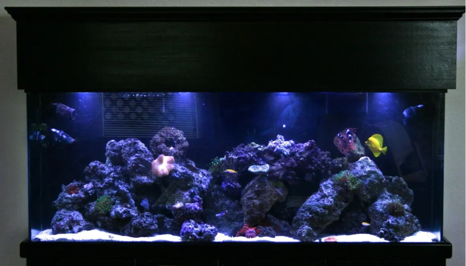 Aquarium Setup