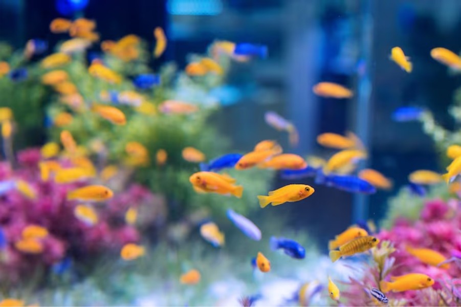 water testing for aquarium maintenance