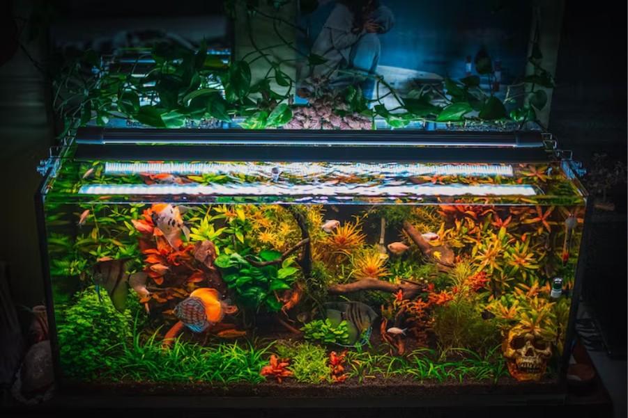designer aquarium