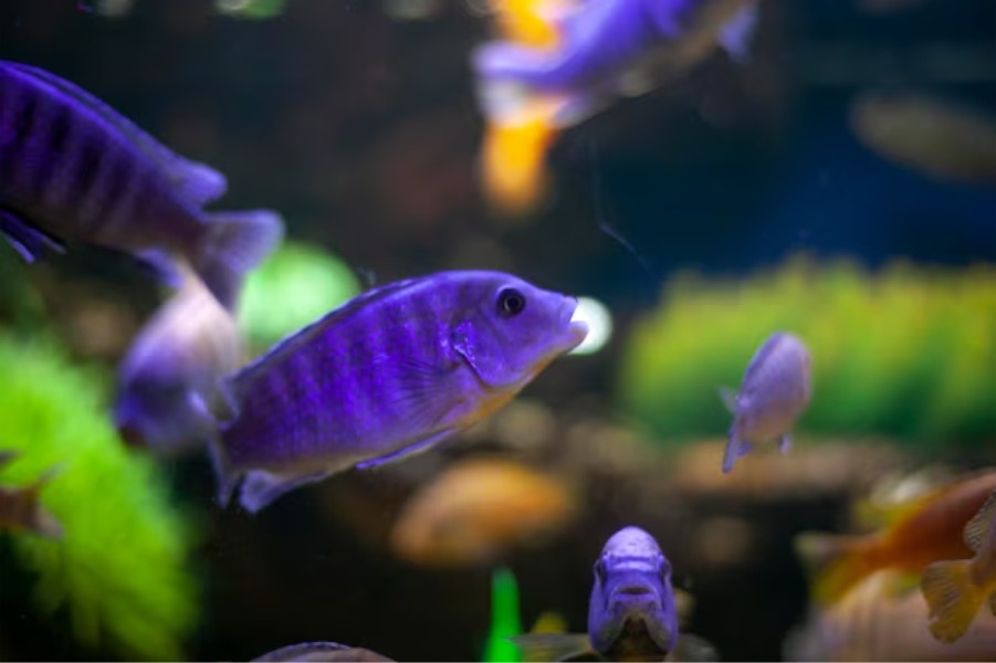 aquarium installation and maintenance Phoenix