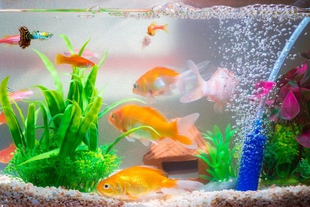 aquarium cleaning company