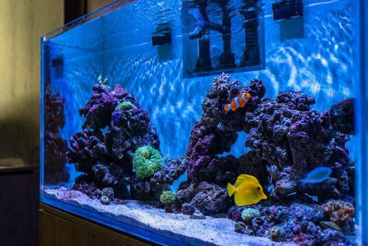saltwater aquarium installers