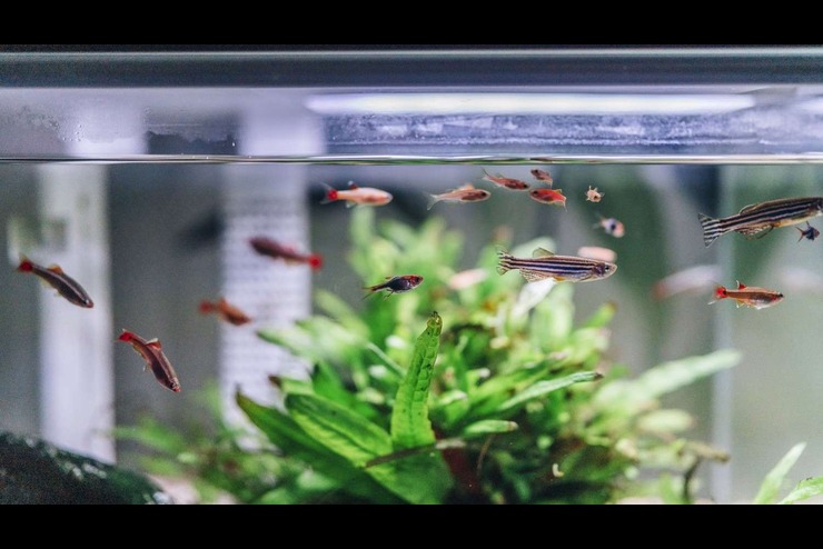 aquarium cleaning service